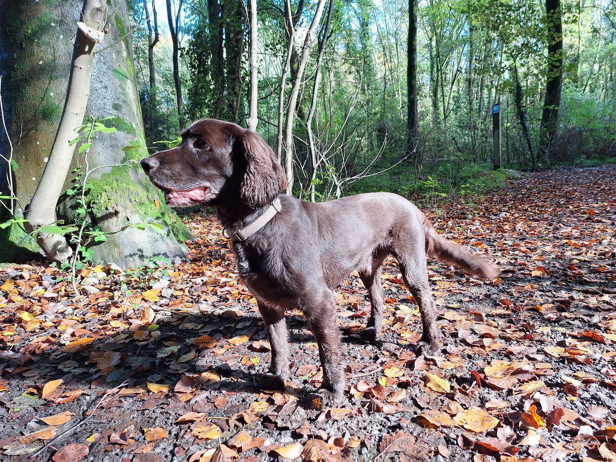 RobJames68's tweet photo. Fungi, fallen leaves, and autumn colour #HappyDog #WeekendWalking https://t.co/ZYaFqujOvW