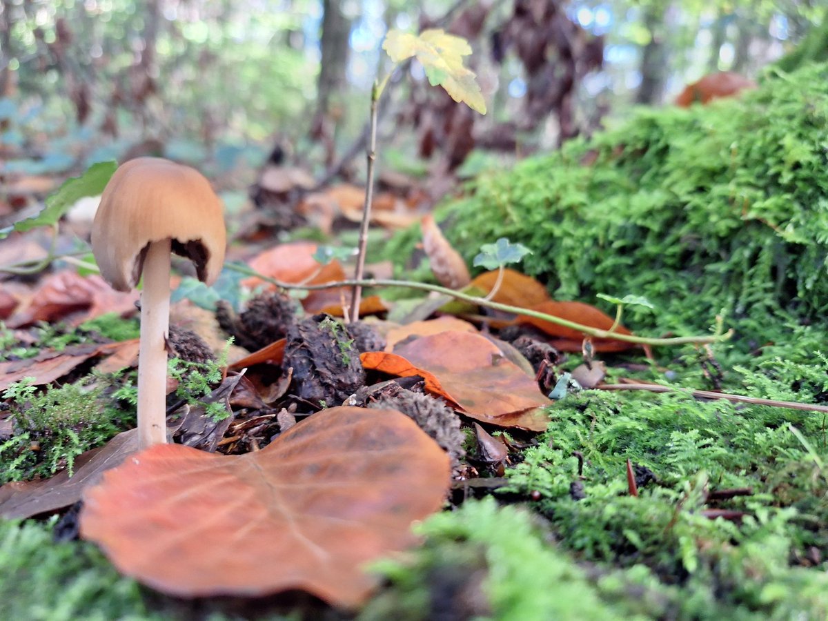 RobJames68's tweet photo. Fungi, fallen leaves, and autumn colour #HappyDog #WeekendWalking https://t.co/ZYaFqujOvW