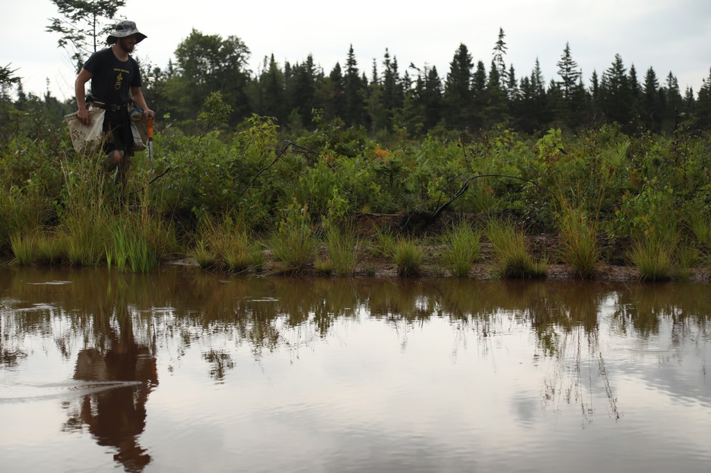 83,400 trees planted in New Brunswick! 🌲 This project restored moose habitat, added 2.5 km of trails for the community, and will boost carbon sequestration and climate resilience. A win for wildlife, people, and the planet! #Reforestation #Conservation #ClimateAction