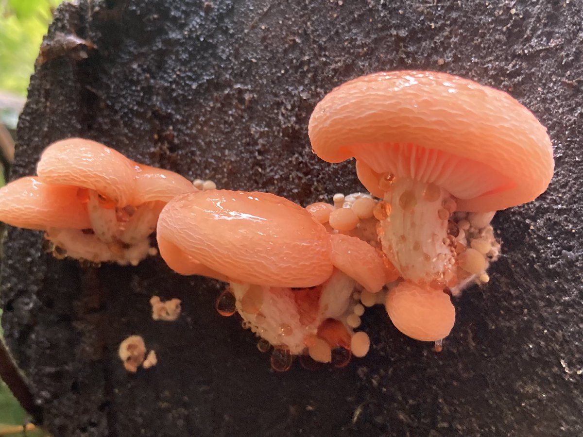 Alex Lowe tweet media