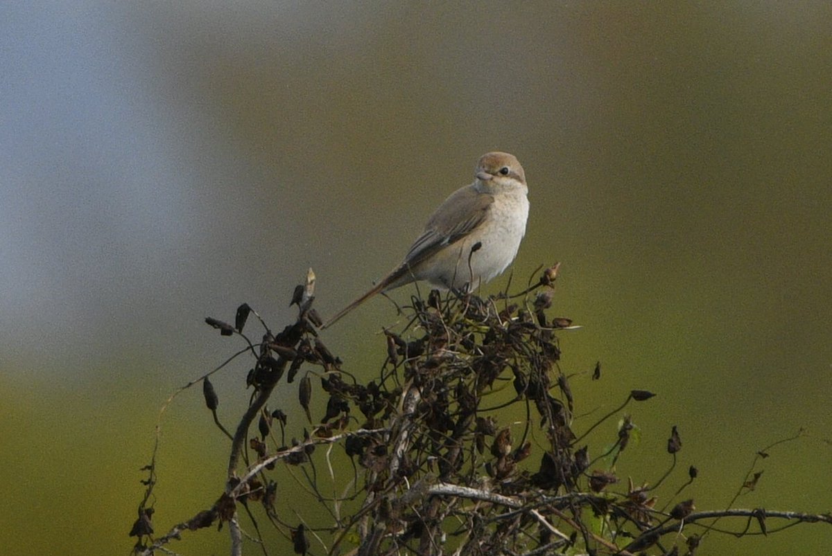 Courtauxbird's tweet photo. Red-tailed/ Isabelline Shrike still showing in fields along footpath North of junction..Gillingham. @DorsetBirdClub https://t.co/3xhx6h6JP3