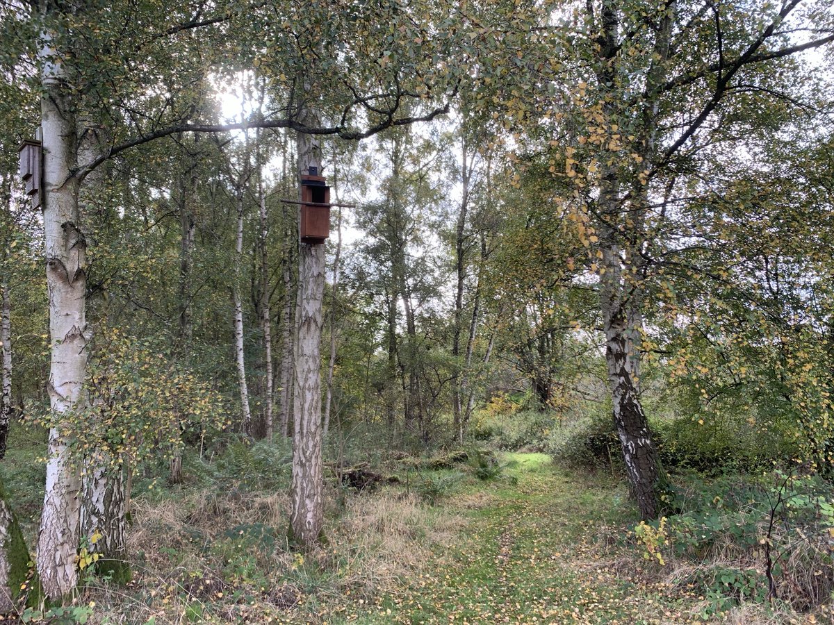 Allthingswildlife (@allthingswild01) on Twitter photo Autumnal enough for redwings and fungi yet mild enough for numerous dragonflies and a couple of brimstone <a href="/WKWT/">Warwickshire Wildlife Trust</a> Whitacre heath this morning. Cettis, jays, great spotted & green woodies, linnet, kestrels and meadow pipits too. Snipe in amongst the cattle also. Autumnal enough for redwings and fungi yet mild enough for numerous dragonflies and a couple of brimstone <a href="/WKWT/">Warwickshire Wildlife Trust</a> Whitacre heath this morning. Cettis, jays, great spotted & green woodies, linnet, kestrels and meadow pipits too. Snipe in amongst the cattle also.