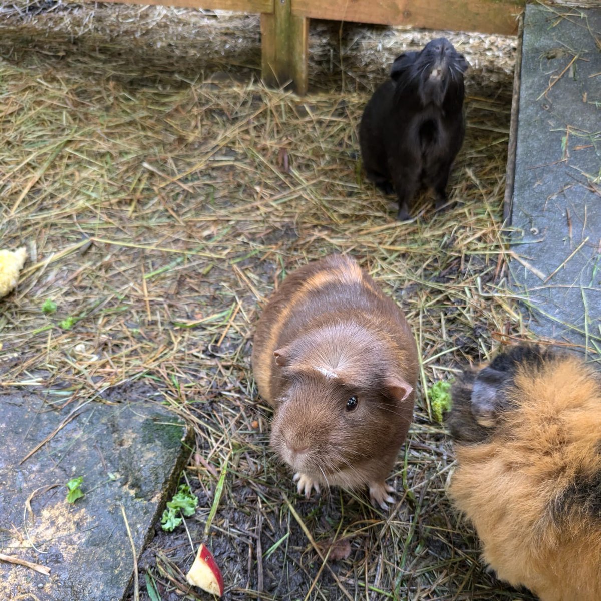 surreysqueakers's tweet photo. A portfolio worthy shot of Brownie if not for Blackjack yawning her head off in the background https://t.co/sfrx2u7FPR