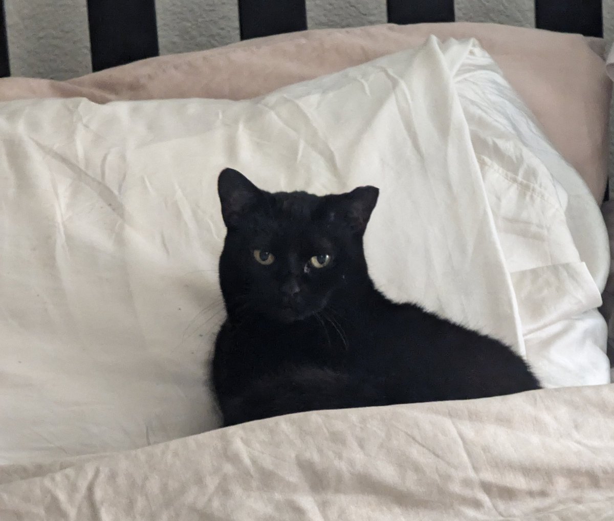 Kitty has weekend vibes down. Hopefully we all can get there as well