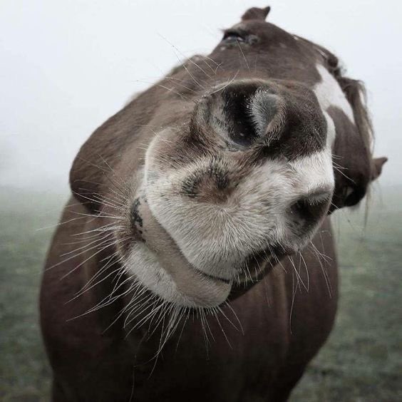 horseimage's tweet photo. horse leaning towards camera with tilted head going in for a kiss or perhaps wishing to be kissed https://t.co/Sntq11oIjC