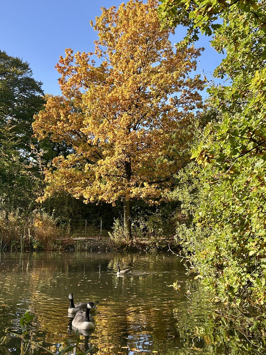 Dawn McKay-Dobbing tweet media