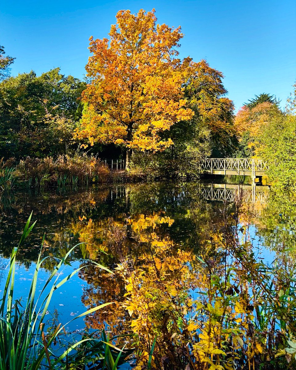 Dawn McKay-Dobbing tweet media