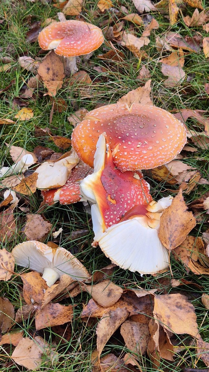 blurredinkAO3's tweet photo. 🍄🍄🍄 https://t.co/K77hl4x7Wt