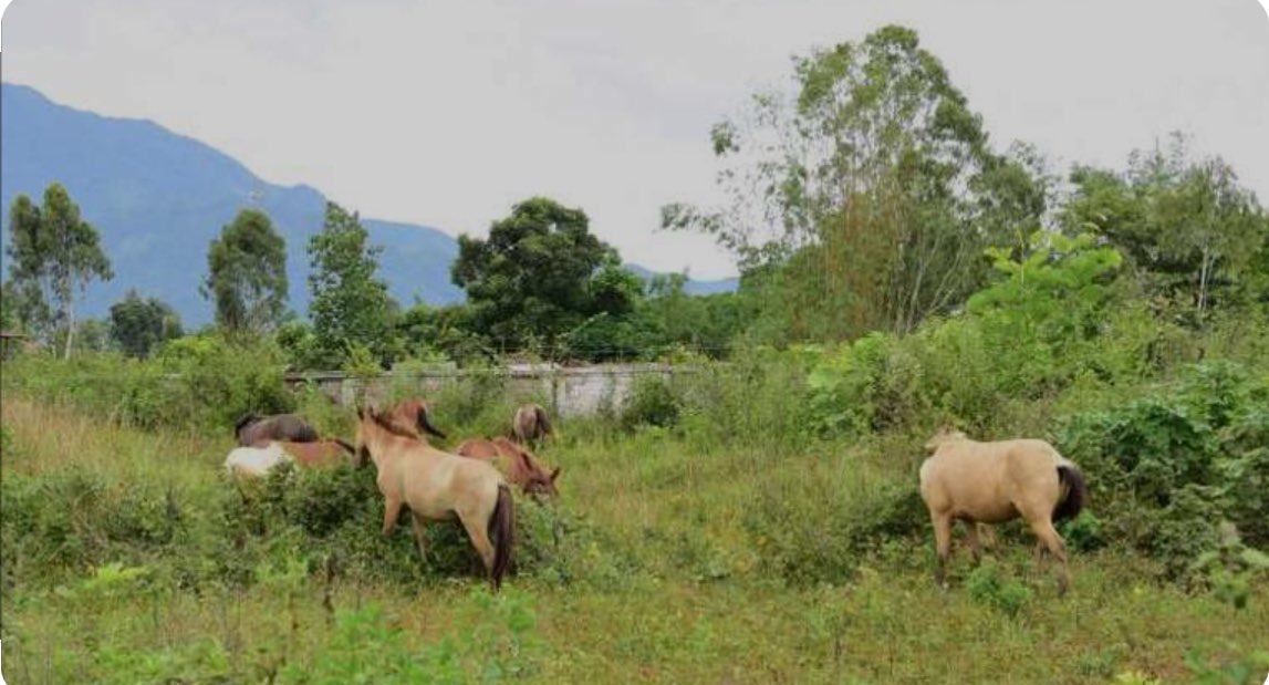 Help2SavePony's tweet photo. Manipuri ponies were traditionally semi wild, they roamed freely in the open grasslands, forests, and wetlands of Manipur, largely independent but occasionally interacting with humans for specific purposes, such as during festivals, rituals, or in polo matches. (1/x) https://t.co/DFH1Hn4s5e