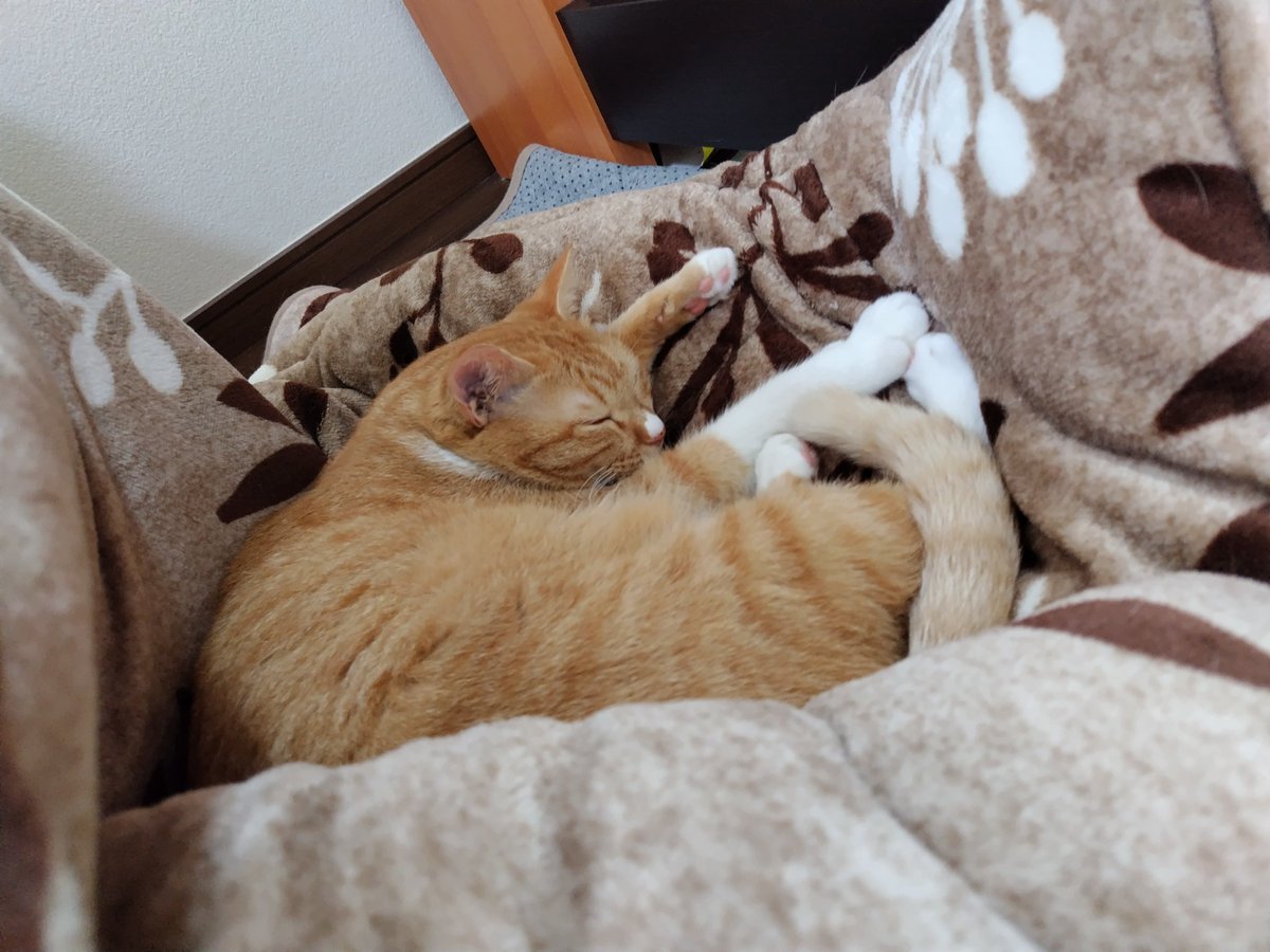 みお (@mi_nyan_o) on Twitter photo 