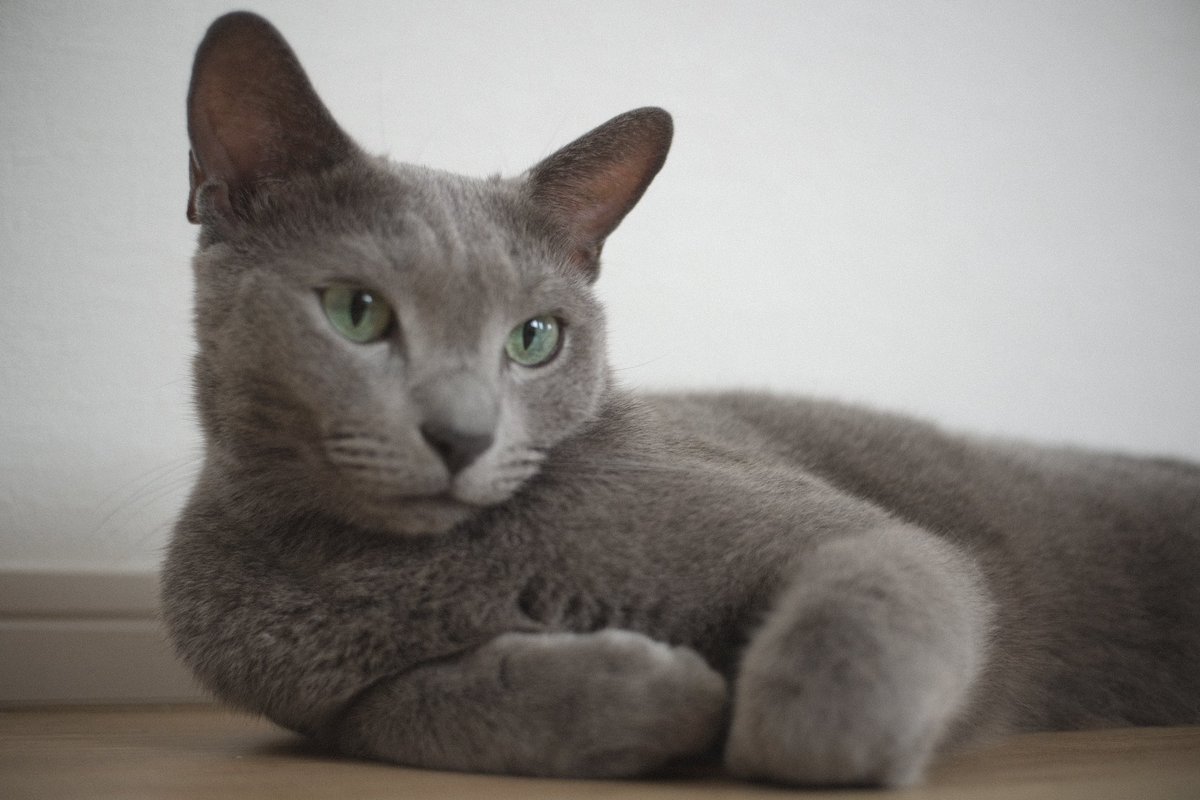 hiilagram's tweet photo. 本日のかわいい子たち🐈‍⬛です

マニュアルで謎に頑張った← https://t.co/AjtflHogVk