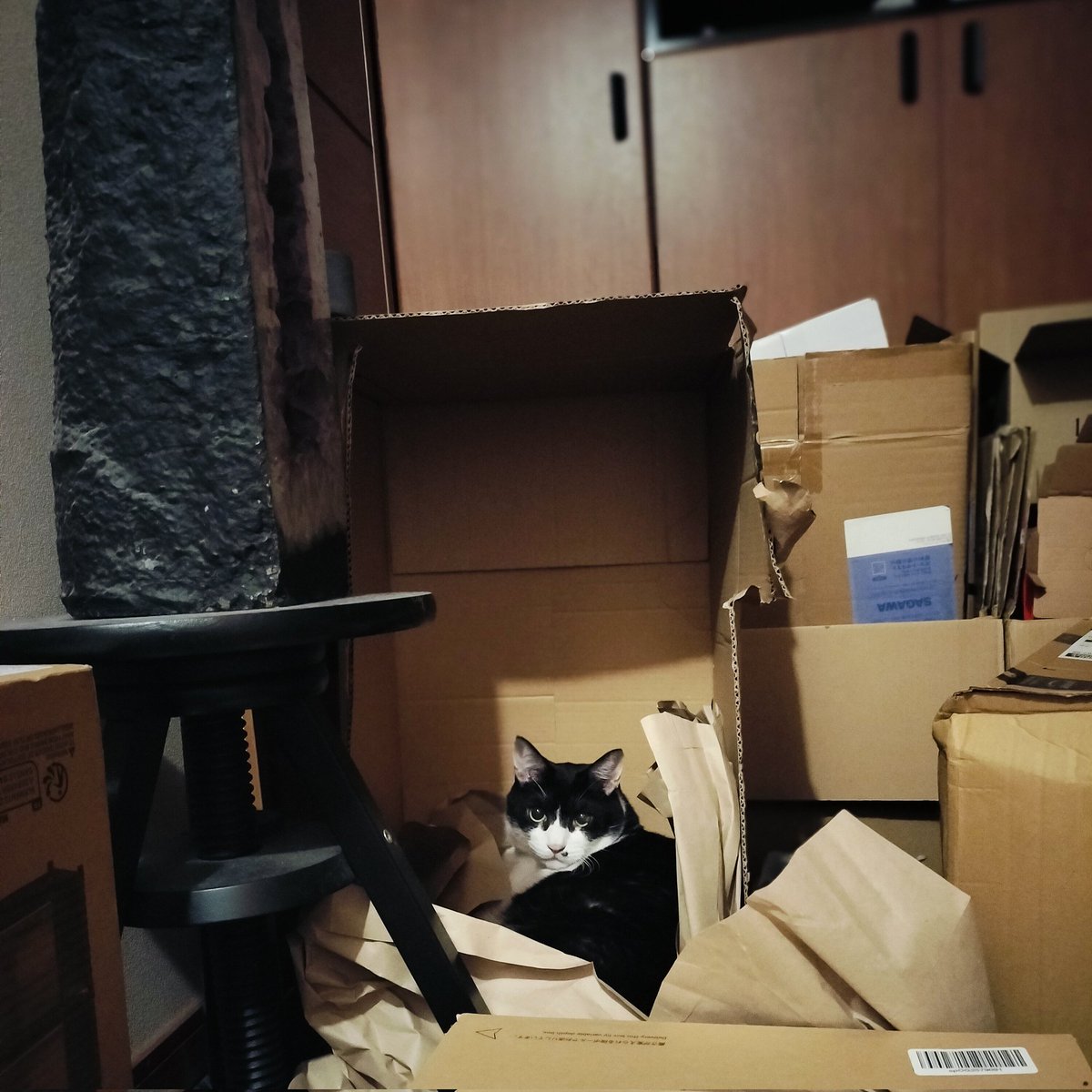 段ボール片付けてると、必ずやってきてドヤ顔するはちべえさんが愛しい😆