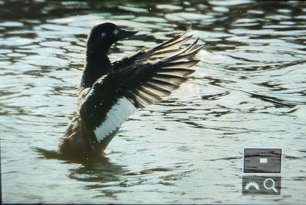 Terry Elborn (@hoopoe2016te) on Twitter photo Nice to catch up with the Velvet Scoter at #LonghamLakes this morning found by George Green earlier in the week. Also present 2 Great White Egret, 1 Cattle Egret plus Firecest and a few Redwing and Siskin over <a href="/MartinWood14/">Martin Wood</a> <a href="/DorsetBirdClub/">Dorset Bird Club</a> Nice to catch up with the Velvet Scoter at #LonghamLakes this morning found by George Green earlier in the week. Also present 2 Great White Egret, 1 Cattle Egret plus Firecest and a few Redwing and Siskin over <a href="/MartinWood14/">Martin Wood</a> <a href="/DorsetBirdClub/">Dorset Bird Club</a>