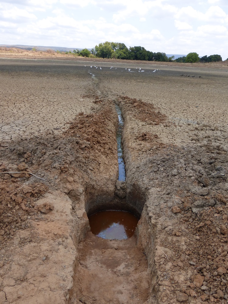 Chris Birkinshaw (@c_birkinshaw) on Twitter photo Somehow, over next 6 months Fikambanana Bongolava Maintso will produce 200,000 seedlings of native tree and use these to launch restoration on 75 hectares of the damaged Bongolava Forest. But so dry, our water source, once a impressive lake, has shrunk to a hole. Tks <a href="/UKBCFs/">Biodiversity Challenge Funds</a> Somehow, over next 6 months Fikambanana Bongolava Maintso will produce 200,000 seedlings of native tree and use these to launch restoration on 75 hectares of the damaged Bongolava Forest. But so dry, our water source, once a impressive lake, has shrunk to a hole. Tks <a href="/UKBCFs/">Biodiversity Challenge Funds</a>