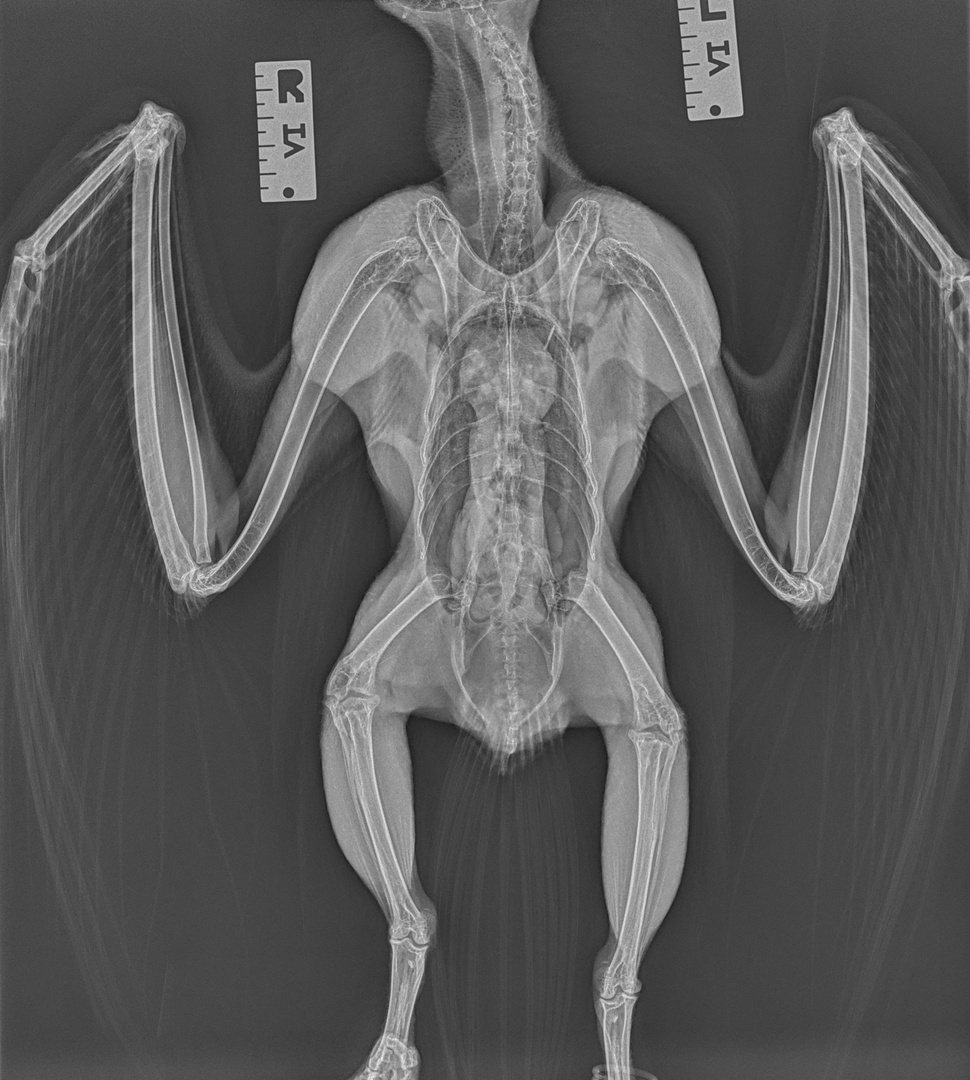 TulsaZoo's tweet photo. Up next for #SkeletonSaturday! 🦴 Can you guess which animal this is? Hint: It can be found in our WildLIFE Trek complex. We'll reveal the answer tomorrow!
Tomorrow, Oct 20, we will be open until noon (last admission at 11) for regular admission before HallowZOOeen begins! 🎃 https://t.co/ON3Tko8tAw