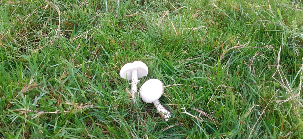 Can anyone identify this mushroom? I think it's Amanita Virosa, the destroying angel. All white, it's deadly poisonous (like the death cap) but very rare in UK. 
#fungi #poison