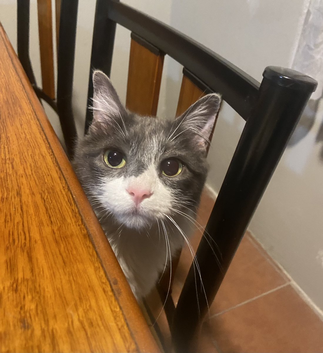 ilovedogs_vale's tweet image. Para quienes tienen mucha fe y aman a los animalitos, les pido su buena energía para que aparezca la Hazy🥺. Se escapó anoche de casa…💔