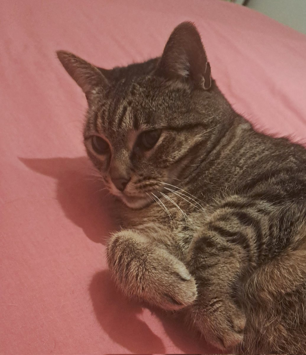 besbe's tweet photo. A gata! 😻😻😻 https://t.co/6JtAAgoKID