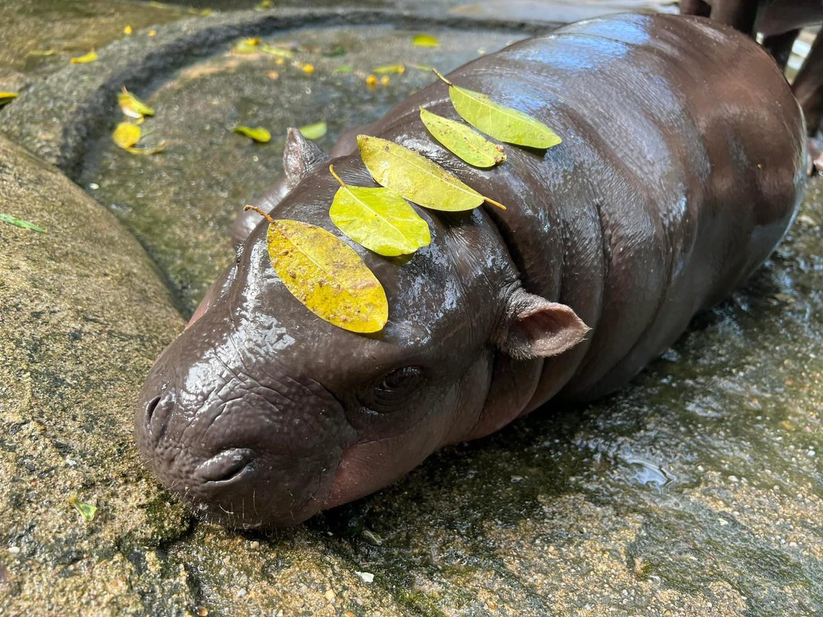 Moo hiding under leaves 💝🦛🍃

#moodeng