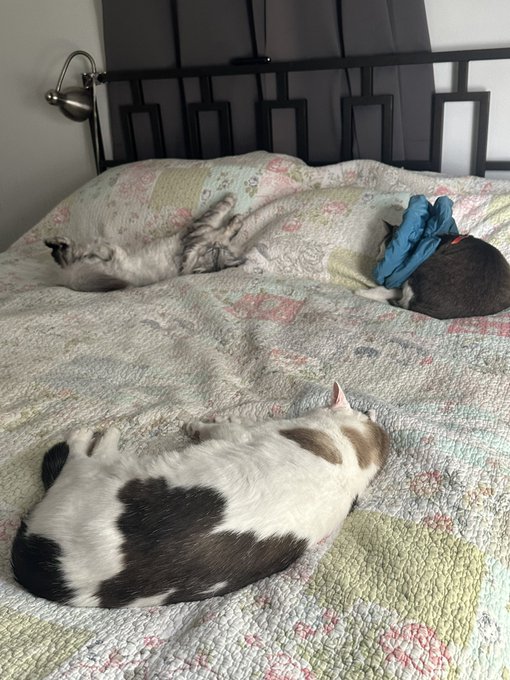 In case you didn&rsquo;t know Ima cat person! But I truly love all animals. What animal owns your heart? https://t<a href="/tag/bondage"class="tags"><span>#bondage</span></a><a href="/tag/hom"class="tags"><span>#hom</span></a>