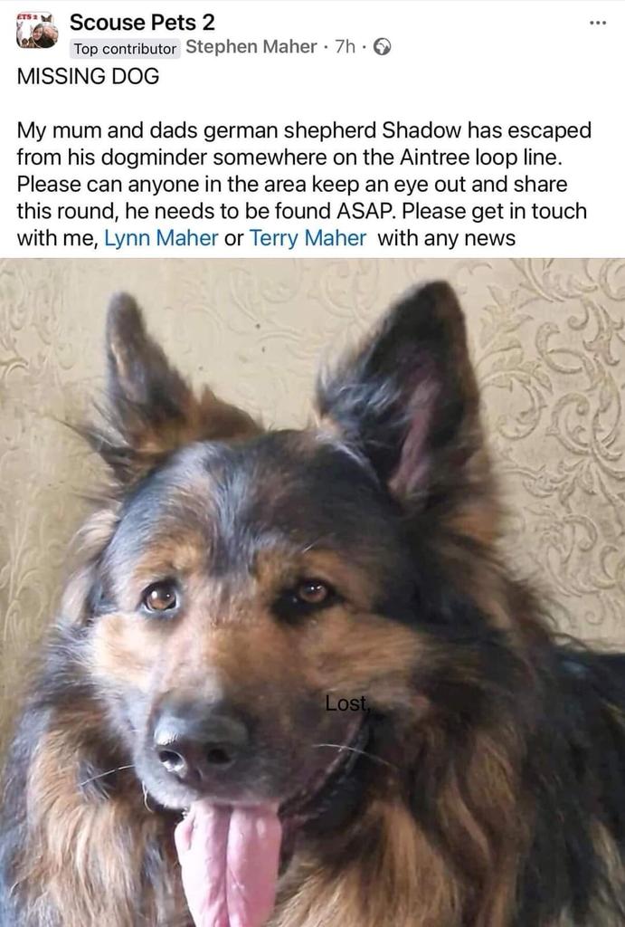 SHADOW is still missing, a week today
We need lots of fresh shares for him please! Please let
everyone know that Shadow is still missing &amp; still out there!
We need SIGHTINGS

Anyone who lives or walks near the loopline at all, from
Aintree to Halewood (C)