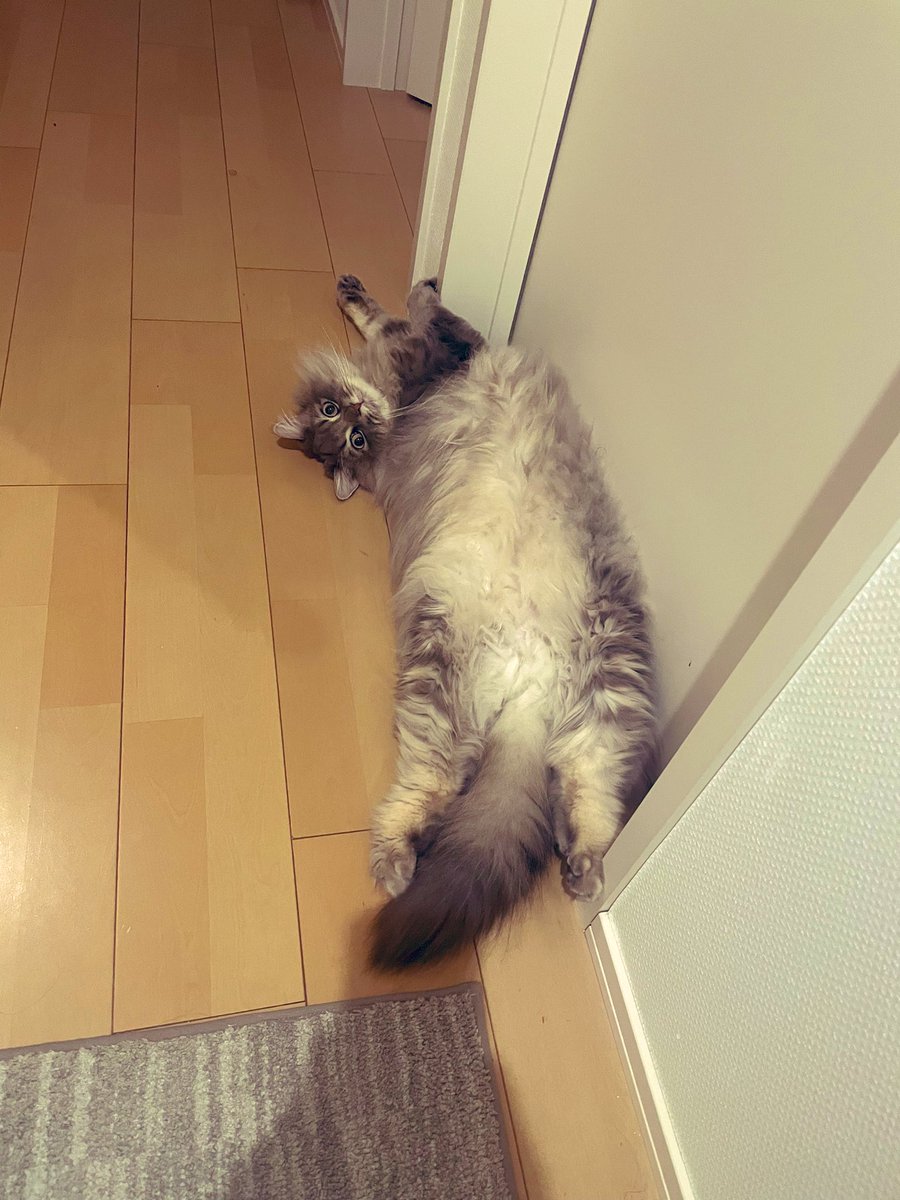 ねこ日記🐈⬛サイベリアン (@oneko0525) / Posts / X