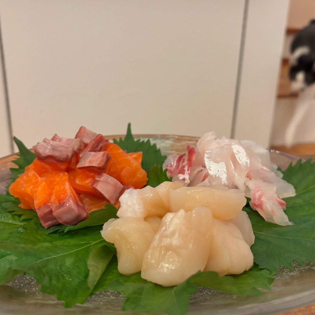 chigol's tweet photo. 旦那さんお得意の昆布締めに駆け寄るウチの猫は、猫用のカリカリ等しか食べません
#白黒猫　#小食 https://t.co/t0YmfY8BNd
