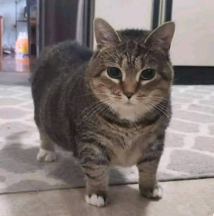 No Context Cats (@nocontextscats) on Twitter photo 