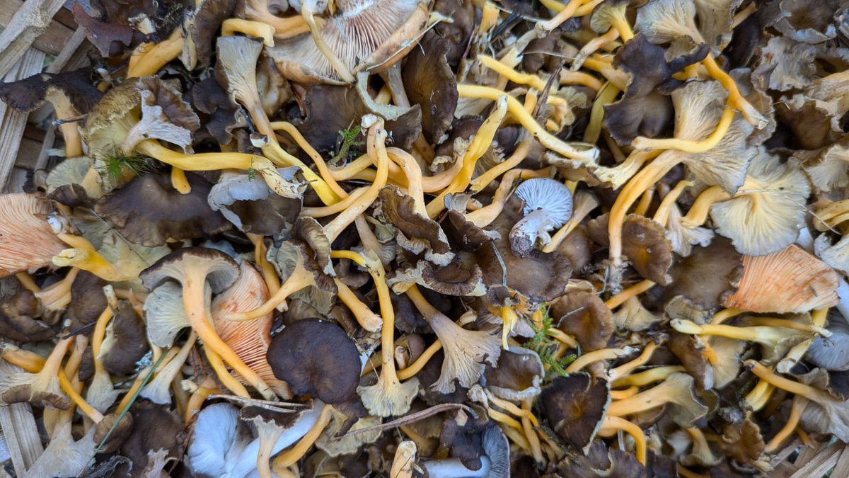 🍄🤘🤝  la meva temporada 🫶🍂🌾🌳🌲