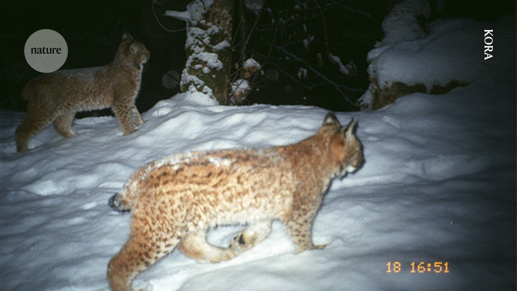 “My paper was proved wrong. After a sleepless night, here’s what I did next.”
nature.com/articles/d4158…