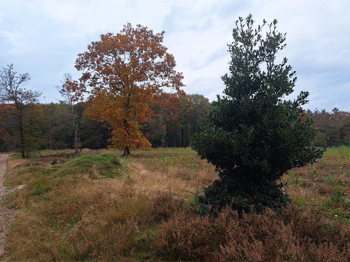 Dat op de Veluwe hulst wordt opgevreten is bekend. Dat deze stekelstruik op Sallandse heuvelrug wordt aangevreten is bijzonder. Wat je er lekker aan vindt!