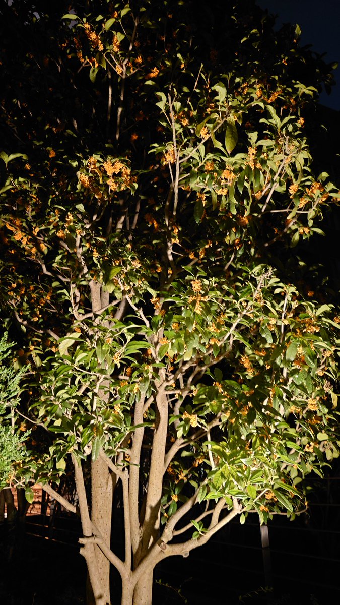 20時頃,駅前のドラッグストアとコンビニに車イスで出かけた。さすがに1人では無理なので知人に押してもらって。視線は低くなり、横断歩道は少しこわい。店の商品棚、高いところは見えないし自分では手が届かない。慣れるまで大変だ。一通り買い物して家に戻ったときの金木犀の香り、なんかホッとした。