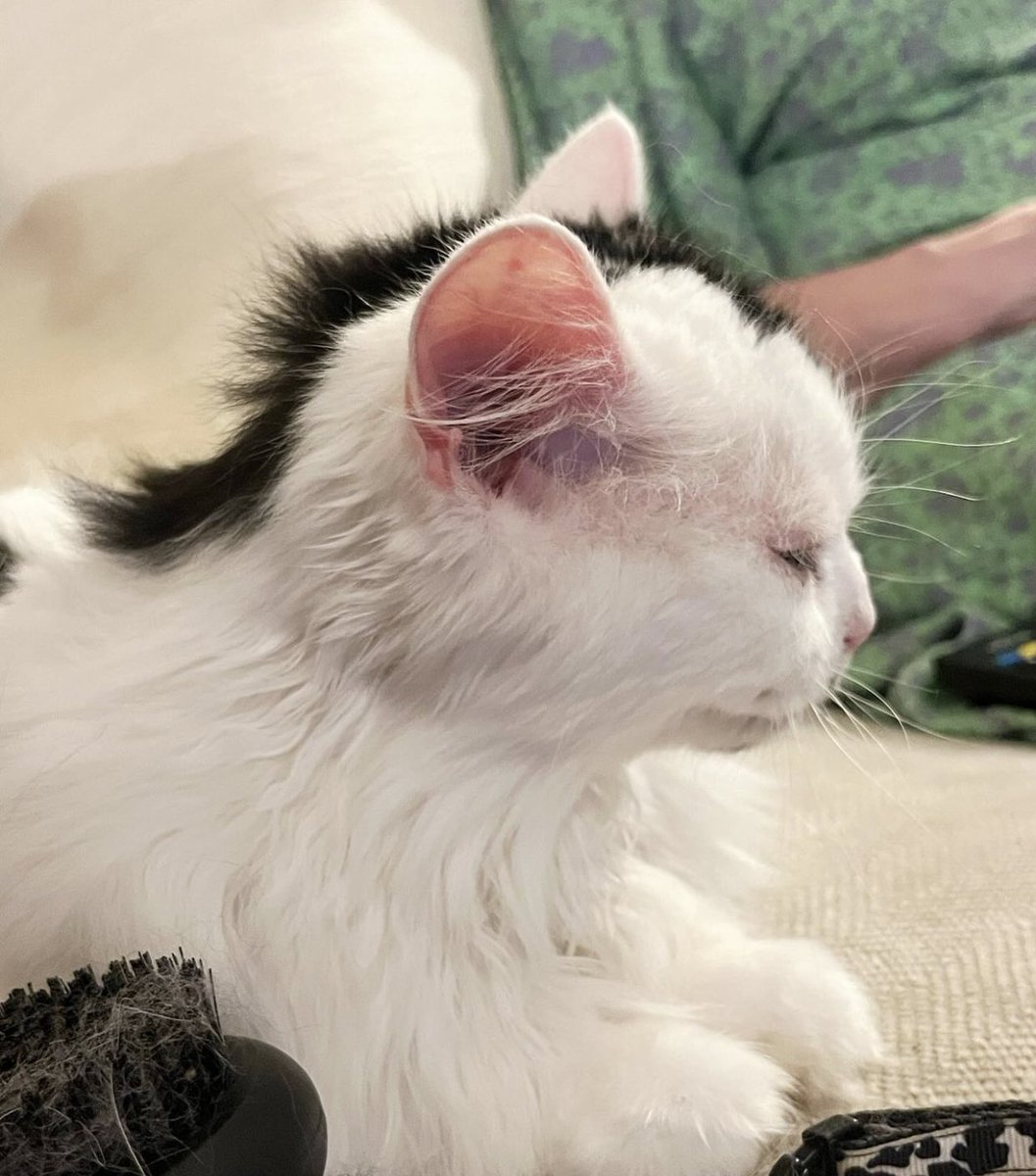 twaniimals's tweet image. miaullet