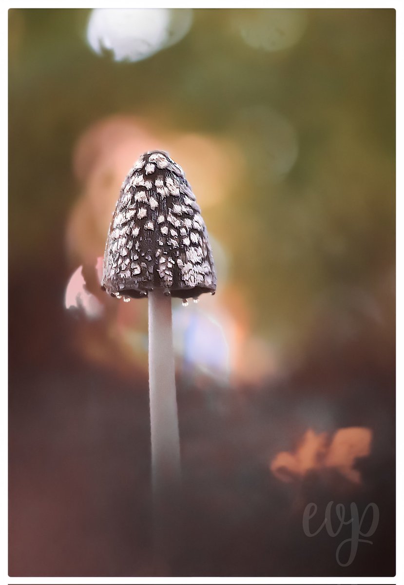 Ik zag de zeldzame spechtinktzwam vanmorgen.