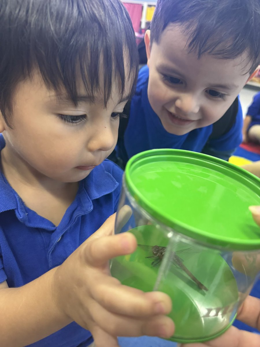 VGuajardo_ESA's tweet image. My pre-K babies rescued a hurt dragonfly. It didn’t make it, but unforgettable memories were made ❤️ they enjoyed observing it and talking about the colors and its detailed wings. @Escontrias_SA @LAlvarez_EES #TeamSISD #ALLIN #Explorers #Dragonfly #MsGRocks #PrekRocks #Science
