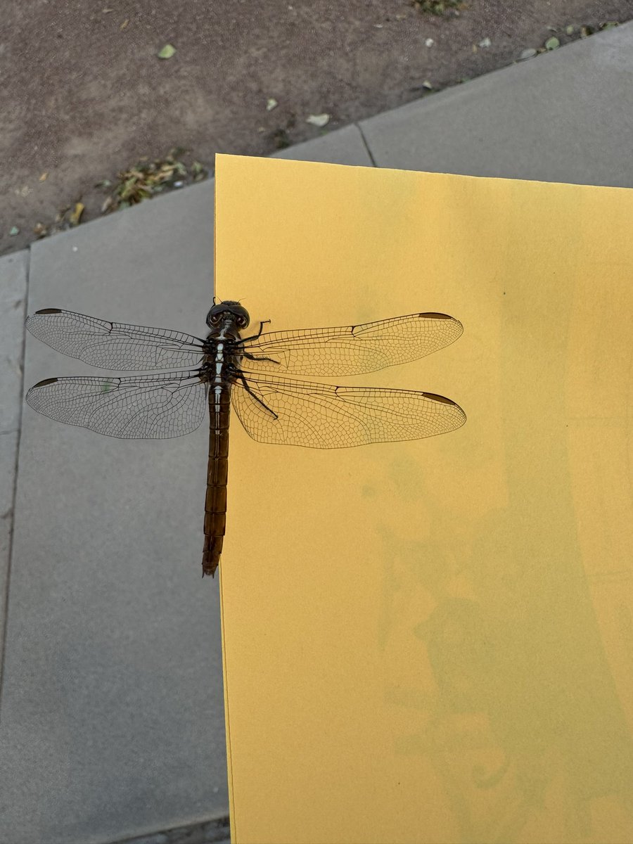 VGuajardo_ESA's tweet image. My pre-K babies rescued a hurt dragonfly. It didn’t make it, but unforgettable memories were made ❤️ they enjoyed observing it and talking about the colors and its detailed wings. @Escontrias_SA @LAlvarez_EES #TeamSISD #ALLIN #Explorers #Dragonfly #MsGRocks #PrekRocks #Science