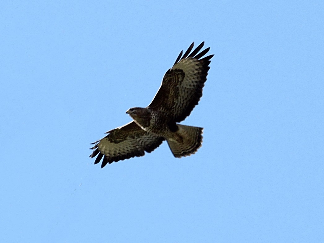 DHarazny's tweet image. Buzzard over my local patch #MyPatch