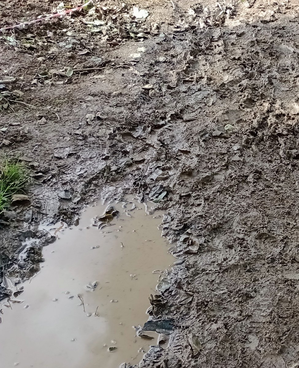 #FMSPAD 15/10 Water drops on a leaf: then falls onto the ground to make a big muddy puddle #FMS_WaterDrops
