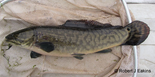 fishdb's tweet photo. OFFLHD v.5.32. Updated photograph for Emerald Bowfin (Amia ocellicauda).  https://t.co/xbJpKTyVaf

@afs_ontario https://t.co/te2mB2Q5xW