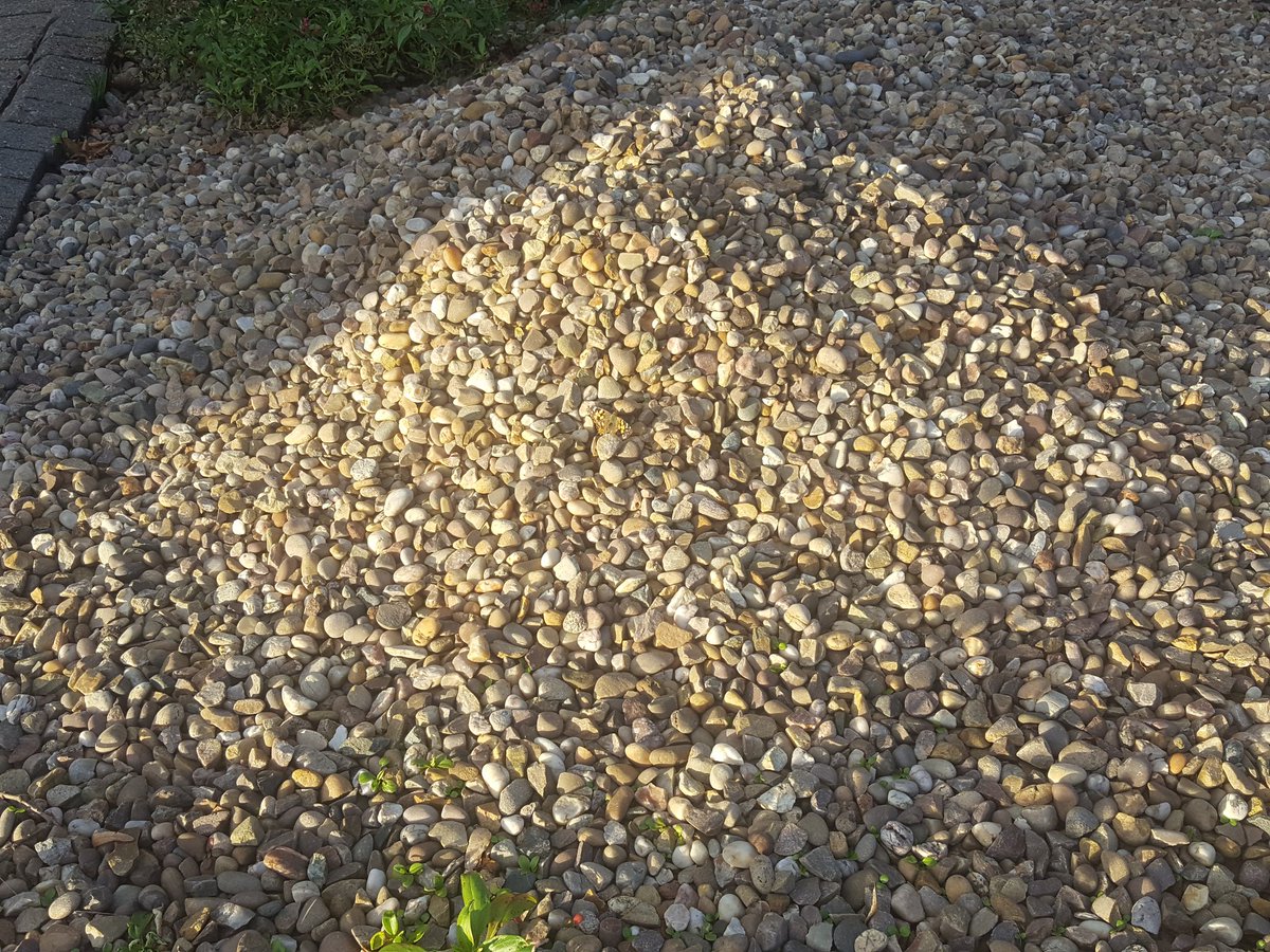ColBowler's tweet image. I knew there was a reason why I've not done anything with the pile of surplus gravel on part of the front garden.  #findtheLady