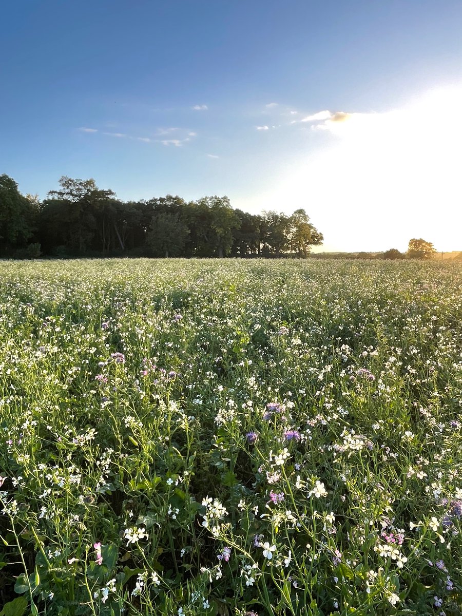 Toby Simpson (@tjcsimpson) on Twitter photo £129/ha overwinter cover crop under SFI
🪱🌱🐝🪻
Definitely value for money
<a href="/SteveReedMP/">Steve Reed</a> <a href="/DanielZeichner/">Daniel Zeichner</a> <a href="/sam_carling_/">Sam Carling MP🌹</a> <a href="/JanetHughes/">Janet Hughes</a> £129/ha overwinter cover crop under SFI
🪱🌱🐝🪻
Definitely value for money
<a href="/SteveReedMP/">Steve Reed</a> <a href="/DanielZeichner/">Daniel Zeichner</a> <a href="/sam_carling_/">Sam Carling MP🌹</a> <a href="/JanetHughes/">Janet Hughes</a>