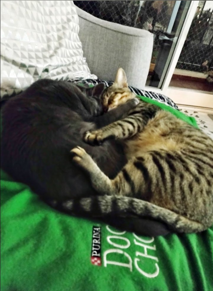 soylacoca's tweet photo. @marielsoria Tengo la misma dupla https://t.co/wWTX4rnJp0