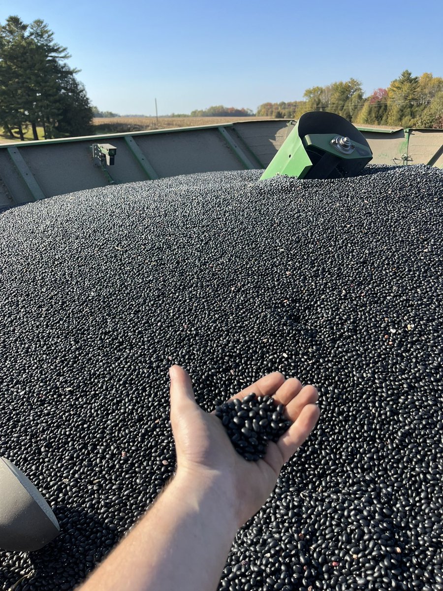 First black bean crop officially in the books for us 👍