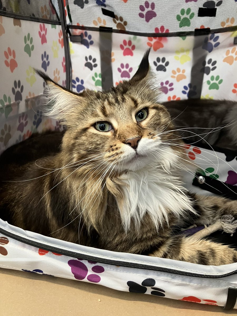 AdvoCATSeastmids - #HeadsForTails campaign tweet media