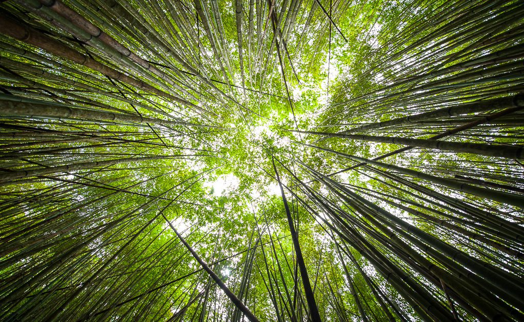 RadioTaiwan_Eng's tweet photo. A giant bamboo forest in #Smangus, a small #Tayan (#Tayal, #Atayal) Indigenous village situated in #Jianshi township, #Hsinchu (#Xinzhu) county, that has successfully developed community-based ecotourism. #WhereinTaiwan #Taiwan 📷@TWAdventures https://t.co/ONPdjwTbv2