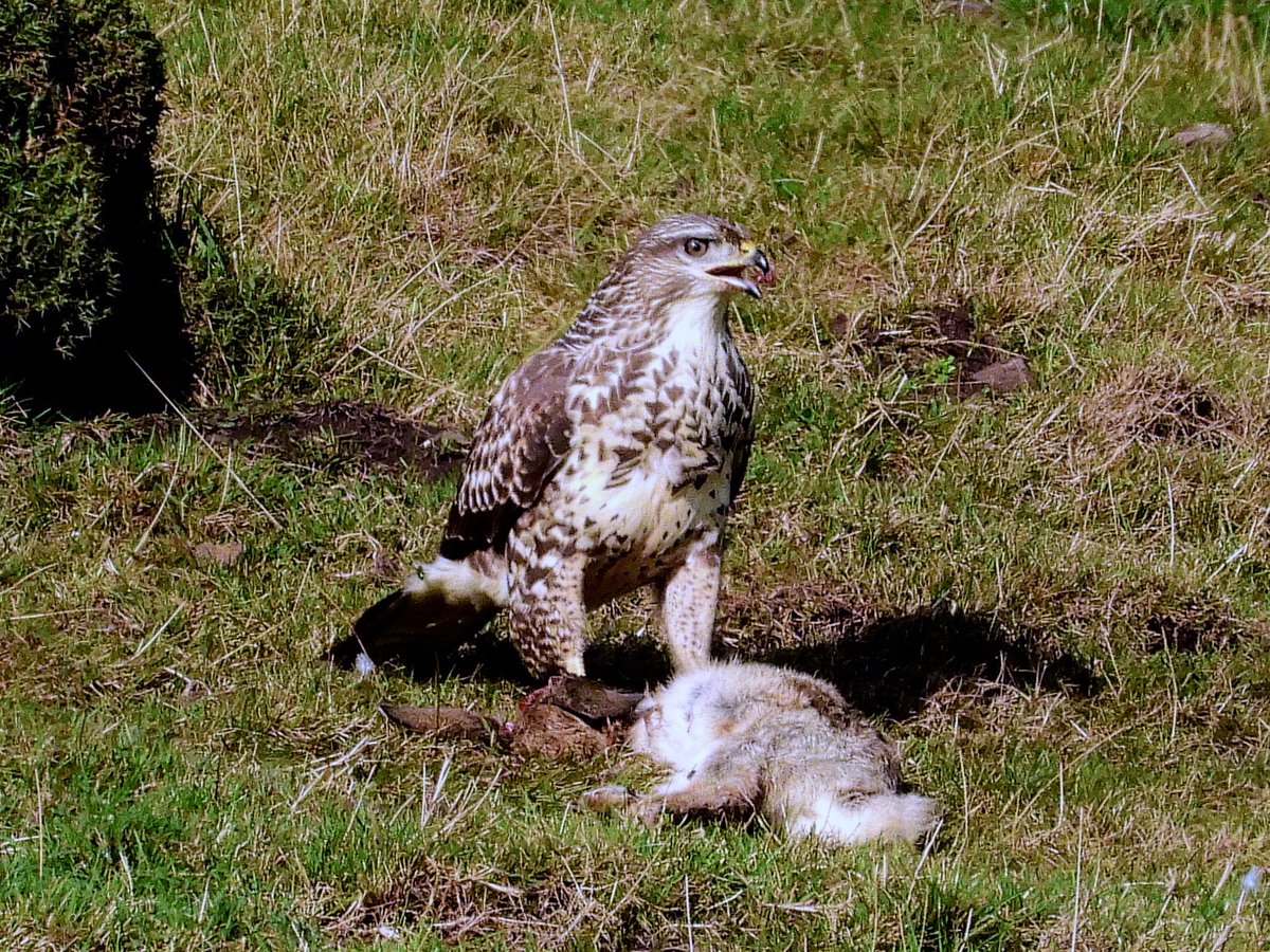 NeilSimms1's tweet image. A rather late Wheatear was a surprise today at Danby Beacon. Common buzzards a plenty in the local area with some stunning individuals @teesbirds1 @teeswildlife @nybirdnews @DurhamBirdClub