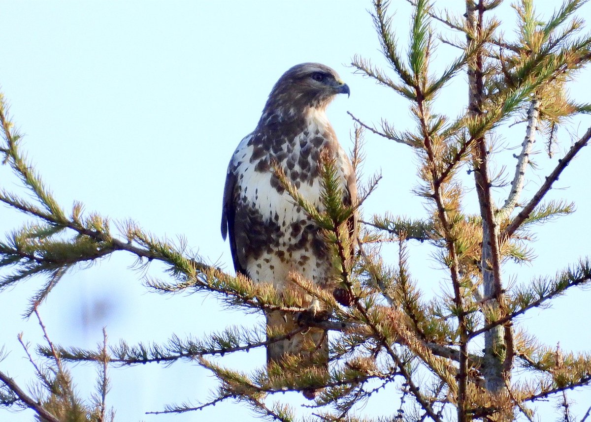 NeilSimms1's tweet image. A rather late Wheatear was a surprise today at Danby Beacon. Common buzzards a plenty in the local area with some stunning individuals @teesbirds1 @teeswildlife @nybirdnews @DurhamBirdClub