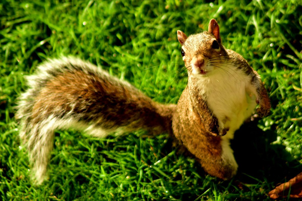 artificialr053s's tweet photo. This little cutie has brought joy back into to my grieving heart. Since loosing my dog Barney this squirrel keeps coming back posing for photos 🥜🌰 https://t.co/LmN0PrTMzr