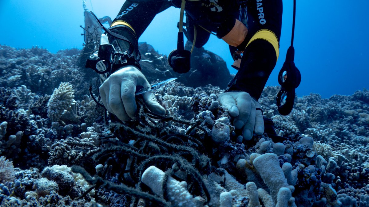 slayerjon's tweet photo. Some of the most remote and beautiful reefs I've ever dived. Despite being uninhabited and several thousand miles from the nearest city these seas are still impacted by us. In this case drifting fishing gear snagged and dragging through delicate coral towers https://t.co/BkJnv5DbrG