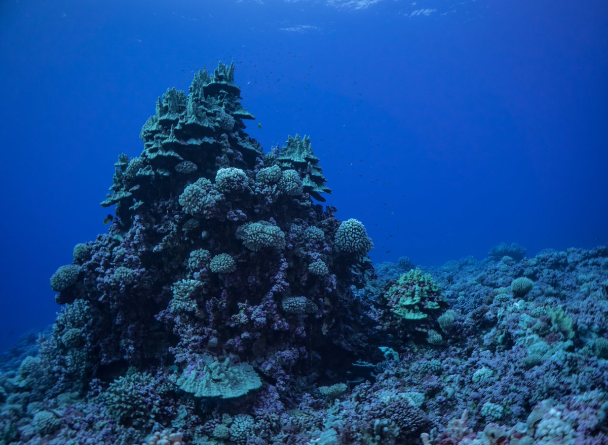 slayerjon's tweet photo. Some of the most remote and beautiful reefs I've ever dived. Despite being uninhabited and several thousand miles from the nearest city these seas are still impacted by us. In this case drifting fishing gear snagged and dragging through delicate coral towers https://t.co/BkJnv5DbrG